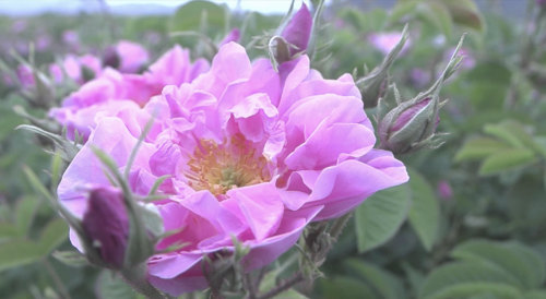 Studiereis naar Turkijje Introductie